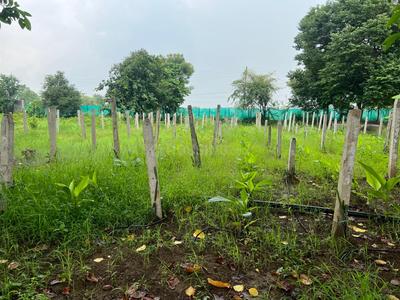 Image of 12200 Sq.ft Residential Plot / Land for sale in Bhatagaon, Raipur for Rs. 5475000