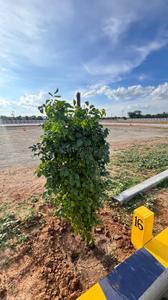 Image of 1200 Sq.ft Residential Plot / Land for sale in Panjappur, Tiruchirappalli for Rs. 540000