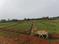 Andharua Main Image 1