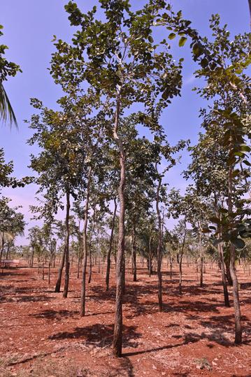 All is well red sandil planting More Images 1