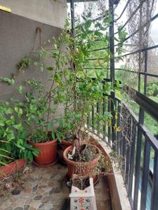 Balcony Image of 607 Sq.ft 1 BHK Apartment / Flat for sale in Chandhere Karpe Aarambh, Wadgaon Sheri Pune for Rs. 6500000