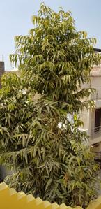 Image of 300 Sq.ft 1 RK Studio for rent in Indra Puri Colony, Indore for Rs. 7500