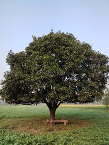 Image of 1000 Sq.ft Residential Plot / Land for sale in Airport Road, Bhopal for Rs. 5700000