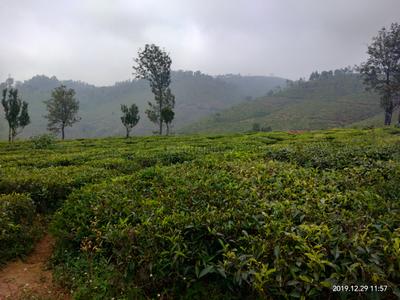 Image of 88000 Sq.ft Residential Plot / Land for sale in Coonoor, Nilgiris for Rs. 20000000