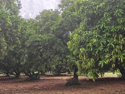 Image of 39300 Sq.ft Residential Plot / Land for sale in Kothapalle, Hyderabad for Rs. 60900000