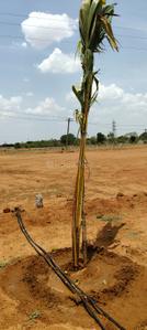 Image of 9500 Sq.ft Residential Plot / Land for sale in Konalai, Tiruchirappalli for Rs. 1850000