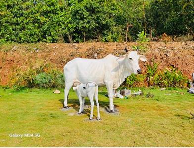 Image of 100 Sq.ft Residential Plot / Land for sale in Kothavalasa, Visakhapatnam for Rs. 450000