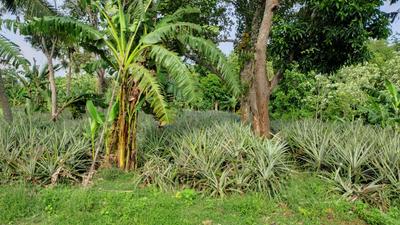 Image of 48563 Sq.ft Residential Plot / Land for sale in Mathicode, Kanyakumari for Rs. 180000000