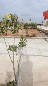 Image of 165 Sq.ft Residential Plot / Land for sale in Shadnagar, Ranga Reddy for Rs. 3790000