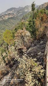 Image of 5400 Sq.ft Residential Plot / Land for sale in Mukteshwar, Nainital for Rs. 9000000