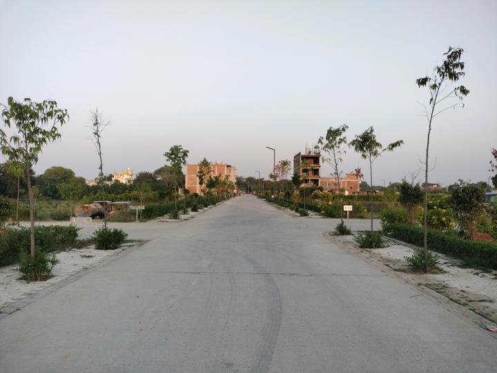 Amolik Aster Woods Main Image 1