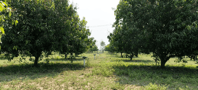 Image of 9600 Sq.ft 1 RK Farm House for rent in Aminjikarai, Chennai for Rs. 10000