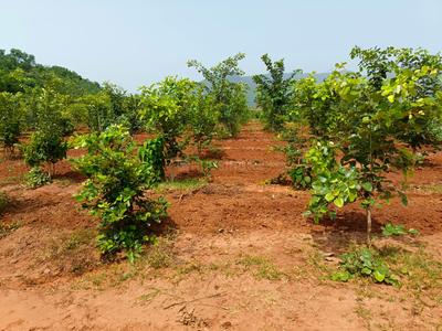 Image of 200 Sq.ft Residential Plot / Land for sale in Kothavalasa, Visakhapatnam for Rs. 1200000