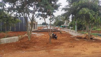 THE FIRST BLOOM Plot View 3