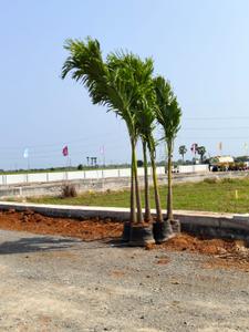 Image of 173 Sq.ft Residential Plot / Land for sale in Kesarapalle, Vijayawada for Rs. 3500000