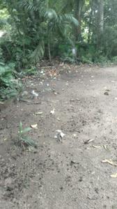 Aroor Plot View 2
