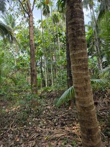 Image of 4655 Sq.ft Residential Plot / Land for sale in Minalur, Thrissur for Rs. 125000