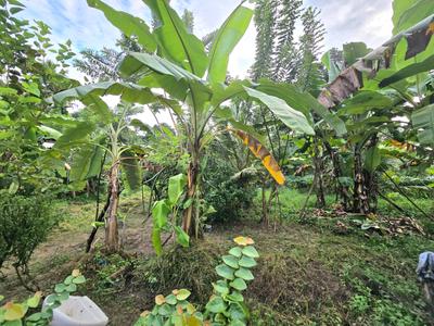 Image of 10875 Sq.ft Residential Plot / Land for sale in Kakkanad, Kochi for Rs. 26000000