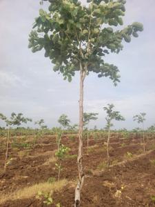 Image of 22 Sq.ft Residential Plot / Land for sale in Ongole, Prakasam for Rs. 900000