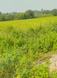 Image of 2600 Sq.ft Residential Plot / Land for sale in Bakshi Ka Talab, Lucknow for Rs. 5400000