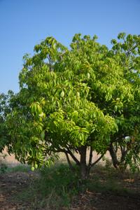 Image of 10000 Sq.ft Residential Plot / Land for sale in Annenahalli, Madhugiri, Tumkur for Rs. 2000000