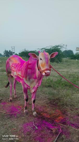 Stalwart Om Residency More Images 1