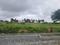 Koralur, Thirumalashettyhally Plot View 2