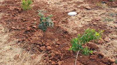 Image of 605 Sq.ft Residential Plot / Land for sale in Narayankhed, Sangareddy for Rs. 682000