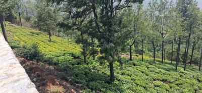 Image of 9000 Sq.ft Residential Plot / Land for sale in Kotagiri, Ooty for Rs. 6195000