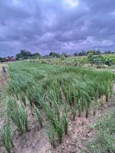 Image of 4800 Sq.ft Residential Plot / Land for sale in Rampur Japti Mafi Or Rampur, Azamgarh for Rs. 4500000
