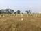Wagholi Plot View 2
