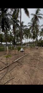 Image of 15681 Sq.ft Residential Plot / Land for sale in Kinathukadavu, Coimbatore for Rs. 9000000