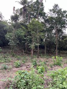 Image of 500 Sq.ft Residential Plot / Land for sale in Loutolim, Goa for Rs. 11000000