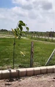 Agricultural Land