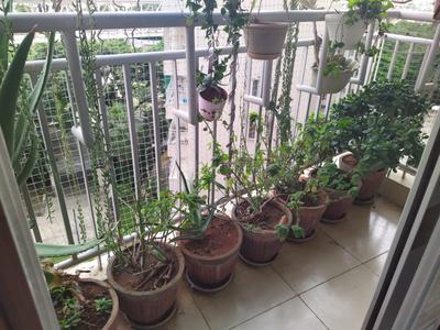 Balcony Image of 1230 Sq.ft 2 BHK Apartment / Flat for rent in ETA The Gardens, Binnipete Bengaluru for Rs. 50000