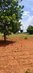 Amangal Plot View 3