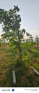 Image of 100 Sq.ft Residential Plot / Land for sale in Anakapalle, Visakhapatnam for Rs. 600001
