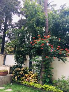 Image of 1332 Sq.ft 3 BHK Apartment / Flat for sale in Isha Casablanca, Panathur, Bengaluru for Rs. 11500000