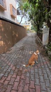 Image of 2500 Sq.ft 3 BHK Independent House for sale in Veer Sawarkar Nagar, Nashik for Rs. 18000000