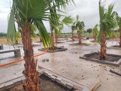 Image of 900 Sq.ft Residential Plot / Land for sale in Alaska Green, Bhawrasla, Indore for Rs. 3600000