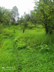Image of 2400 Sq.ft Residential Plot / Land for sale in Chaukhuta, Nainital for Rs. 3000000