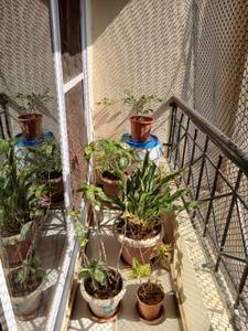 Balcony Image of 925 Sq.ft 2 BHK Apartment / Flat for sale in Kaul Heritage City, Vasai West Vasai for Rs. 7800000