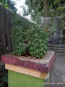 Image of 1600 Sq.ft 2 BHK Villa for sale in Vangani, Thane for Rs. 22500000