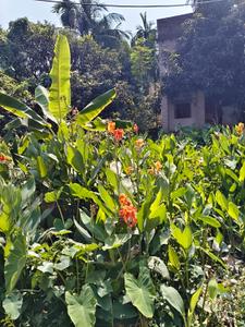 Image of 1440 Sq.ft Residential Plot / Land for sale in Birati, Kolkata for Rs. 3050000