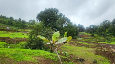 Image of 774 Sq.ft Residential Plot / Land for sale in Trimbak, Nashik for Rs. 388000