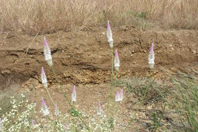 Image of 300 Sq.ft Residential Plot / Land for sale in Akkalkot, Solapur for Rs. 600000
