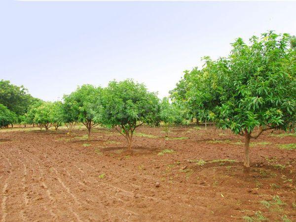 Jadcherla Main Image 1