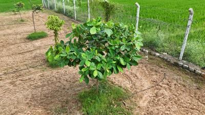 Image of 9600 Sq.ft Residential Plot / Land for sale in Panjappur, Tiruchirappalli for Rs. 8900000
