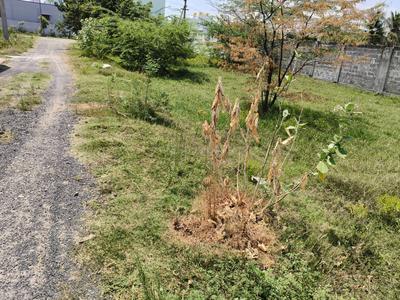 Image of 1215 Sq.ft Residential Plot / Land for sale in Melakottaiyur, Chennai for Rs. 6439500