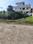 Sinaula malsi Main Image 1